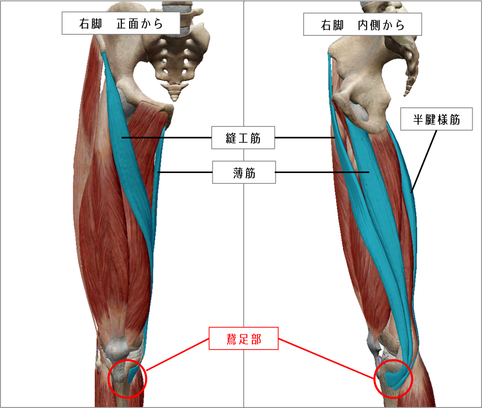 股関節 から 膝 にかけて の 痛み