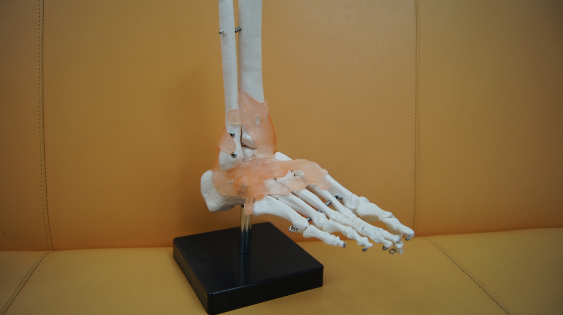 足首の構造のイメージ画像